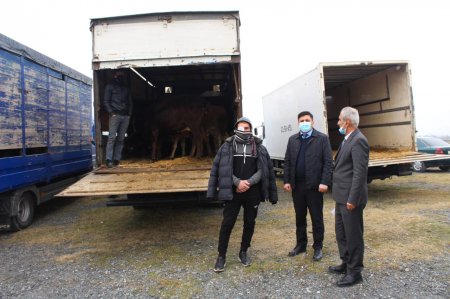 Oğuz və Qəbələdə şəhid ailələri və qazilər üçün təsərrüfatlar yaradıldı - FOTOLAR